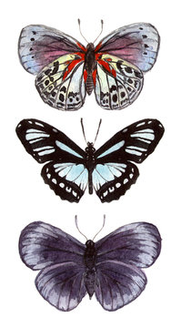 watercolor illustration insects butterflies. hand drawing, isolated elements.