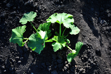Zucchini plant growing in black earth, organic farming, close up, top view
