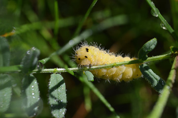 Naklejka premium Yellow caterpillar insect