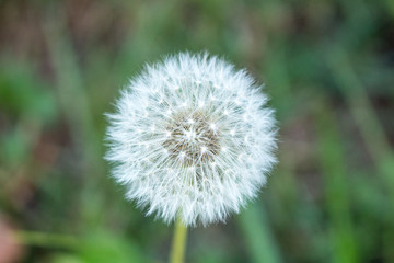 Dandelion flower closeup