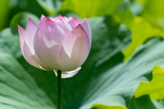 Lotus water lily flower close-up in China