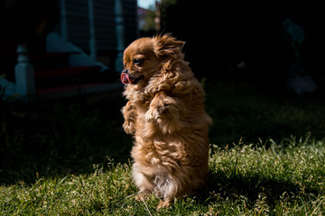 little Chihuahua posing for a cookie