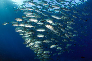 Giant trevally or jacks, schooling in Palau © flyingwalrus