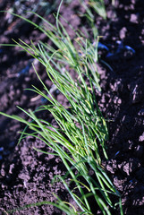 Onion plant growing in black earth, organic farming, row in the field, close up