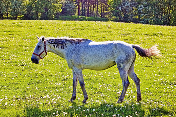 Fototapeta premium Horse