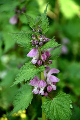 名もなき花　登山