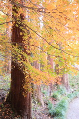 黄葉に覆われた杉並木