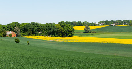 Obraz premium Flowering rape field with in the landscape in Poland
