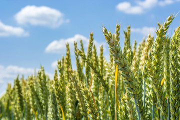 wheat ears, full of grain, on the field, against the sky and other plants