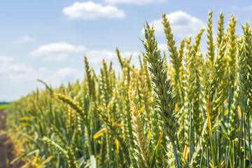 Obraz premium wheat ears, full of grain, on the field, against the sky and other plants