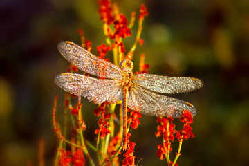 beautiful big dragonfly with drops of morning dew sitting on a flower