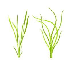 Seaweed isolated on white background. Vector illustration.