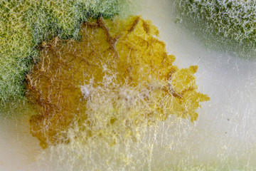 Backgrounds of Colony Characteristics of Fungus and algae in petri dish for education.