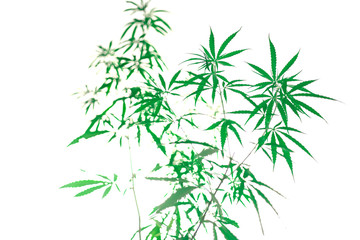 Marijuana isolated from white background.
