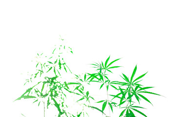 Marijuana isolated from white background.