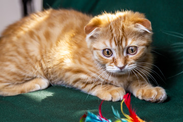 Red Scottish Kitten
