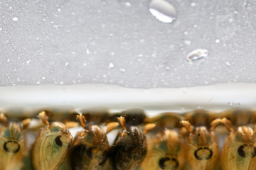 Anopheles sp. is a species of mosquito in the order Diptera, Anopheles sp. in the water for education.