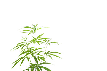 Fototapeta na wymiar marijuana plant flowering stage growing outdoor. Medical marijuana with marijuana bud.
