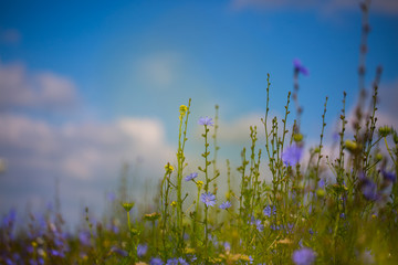 Wildblumen auf der Wiese, blauer Himmel