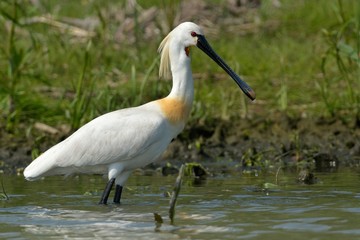 Eurasian Spoonbill (Platalea leucorodia)