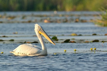 Dalmatian Pelican (Pelecanus crispus)