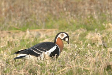 Red Breasted Goose (Branta ruficollis)