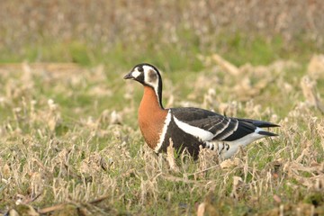 Red Breasted Goose (Branta ruficollis)