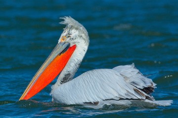 Dalmatian Pelican (Pelecanus crispus)