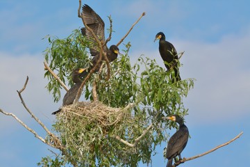Great cormorant (Phalacrocorax carbo)