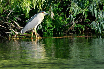 Black Crowned Night Heron (Nycticorax nycticorax)