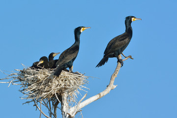 Great cormorant (Phalacrocorax carbo)