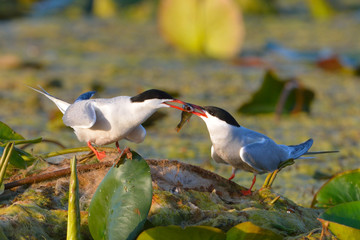 Common tern (Sterna hirundo)