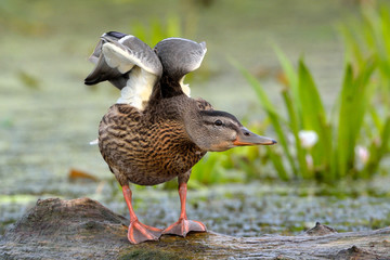 Mallard Duck (Anas platyrhynchos)