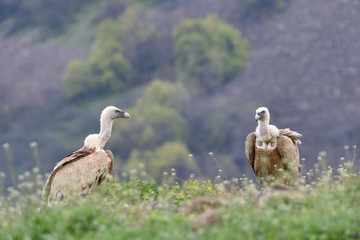 Pair of Griffon Vultures into the Mountains