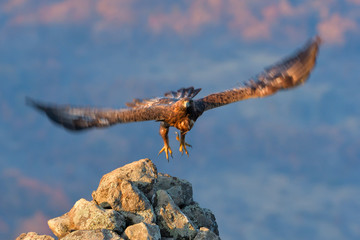 Golden Eagle in Flight