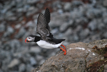 puffin in flight