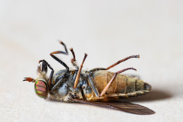 Dead fly lying on the back