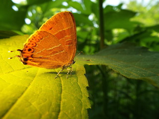 アカシジミ butterfly