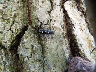 シラケトラカミキリ tiger beetle