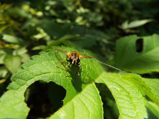 アシブトハナアブ fly