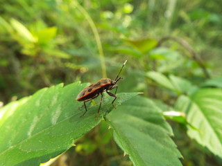 ヒメホシカメムシ stink bug