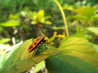 ヒメホシカメムシ stink bug