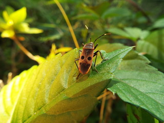 ヒメホシカメムシ stink bug