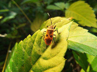 ヒメホシカメムシ stink bug