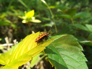 ヒメホシカメムシ stink bug