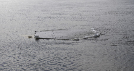 Spring high water, ice floes floating on the river in the spring