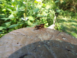 キスジトラカミキリ sawyer beetles