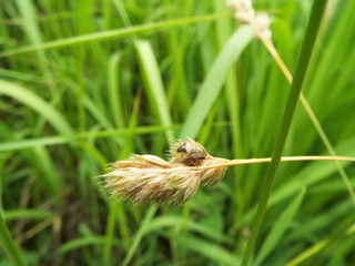 シラホシカメムシ stink bug