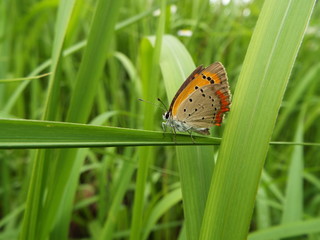 ベニシジミ orange butterfly