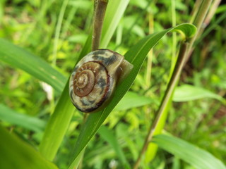 カタツムリ snail